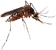 nyamuk-Aedes-aegypti